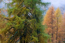 European larch tree (Larix decidua) forest, Gran Paradiso National Park, Italy, October