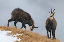 Chamois (Rupicapra rupicapra) two grazing on mountain in wind and snow, Alps, Gran Paradiso National Park, Italy, November