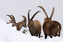 Alpine ibex (Capra ibex) herd of males and females in snow, Gran Paradiso National Park, Alps, Italy, November
