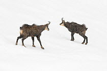 Two Chamois (Rupicapra rupicapra) in snow storm, one with tongue out, testing the air for female ovulation, Gran Paradiso National Park, Alps, Italy, November