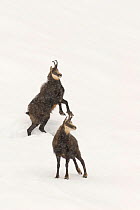 Two Chamois (Rupicapra rupicapra) in snow storm, one rearing up on hind legs, Gran Paradiso National Park, Alps, Italy, November