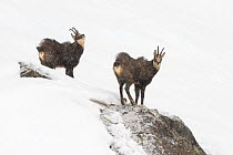 Two Chamois (Rupicapra rupicapra) in snow storm, one looking up, Gran Paradiso National Park, Alps, Italy, November
