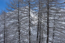 European Larch (Larix decidua) forest with mountains behind, Gran Paradiso National Park, Alps, Italy, November 2008