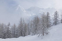European Larch (Larix decidua) forest in deep snow with mountains behind, Gran Paradiso National Park, Alps, Italy, November 2008