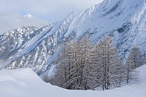 European Larch (Larix decidua) forest in deep snow with mountains behind, Gran Paradiso National Park, Alps, Italy, November 2008