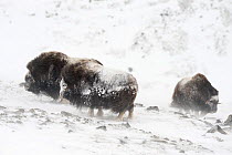 Musk ox (Ovibus moschatus) group in snow storm standing with backs to the wind, Dovre-Sunndalsfjella National Park, Sor-Trondelag, Norway, March