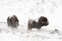 Musk ox (Ovibus moschatus) in snow storm facing the wind, Dovre-Sunndalsfjella National Park, Sor-Trondelag, Norway, March