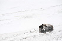 Musk ox (Ovibus moschatus) in snow storm covered in snow, Dovre-Sunndalsfjella National Park, Sor-Trondelag, Norway, March