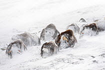 Musk ox (Ovibos moschatus) snowed in in snow storm, Dovre-Sunndalsfjella National Park, Sor-Trondelag, Norway, March, HIGHLY COMMENDED: Animals in their Environment, Wildlife Photographer of the Year...