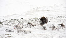 Musk ox (Ovibos moschatus) in snow storm, resting, covered in snow, Dovre-Sunndalsfjella National Park, Sor-Trondelag, Norway, March,