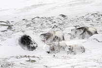 Musk ox (Ovibos moschatus) in snow storm, resting, covered in snow, Dovre-Sunndalsfjella National Park, Sor-Trondelag, Norway, March,