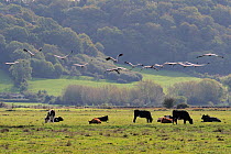 Flock of juvenile Common / Eurasian cranes (Grus grus) recently released by the Great Crane Project onto the Somerset Levels and Moors, fly over grazing cattle. Somerset, UK, October 2010.