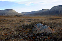 Rock covered in orange lichen, Dundas Harbour, Devon Island, Nunavut, Canada,  August 2010