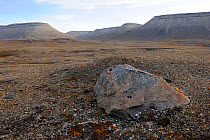 Rock covered in orange Lichen, Dundas Harbour, Devon Island, Nunavut, Canada,  August 2010