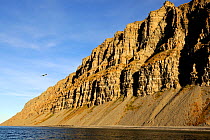 View of  Liddon cliffs and Liddon cap, with bird flying along shore, Devon Island, Nunavut, Canada,  August 2010