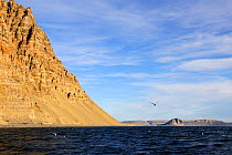 View of  Liddon cliffs and Liddon cap, with bird flying low over the water, Devon Island, Nunavut, Canada,  August 2010