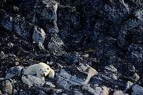 Polar bear (Ursus maritimus) male resting on rocks, Monumental Island close to Baffin island. Nunavut, Canada,  August 2010
