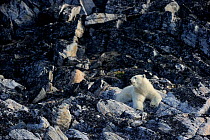 Polar bear (Ursus maritimus) male resting on rocks, Monumental Island close to Baffin island. Nunavut, Canada, August 2010