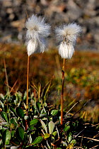 White cotton grass (Eriophorum scheuchzeri) flowering on Baffin Island, Nunavut, Canada, August 2010