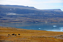 Group of Muskoxen (Ovibos moschatus) grazing along the coast of Devon Island, with small icebergs floating offshore, Nunavut, Canada, August 2010