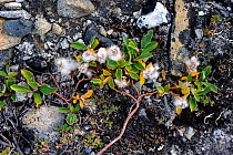 Arctic willow (Salix arctica) flowering on rocks, Baffin Island, Nunavut, Canada, August 2010