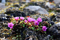 Purple mountain saxifrage (Saxifraga oppositifolia) flowering on Devon Island, Nunavut, Canada, August