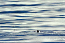 Ringed seal (Phoca hispida) in water, with bird flying low over the surface, Devon Island, Nunavut, Canada, August 2010