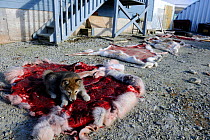 Young domestic dog (Canis familiaris) chewing on drying Caribou (Rangifer tarandus) skin in back yard. Resolute village, Cornwallis Island, Nunavut, Canada, August 2010
