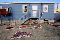 Several drying Caribou (Rangifer tarandus) skins, spread on ground in back yard, Resolute village, Cornwallis Island, Nunavut, Canada, August 2010