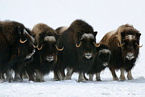 Herd of Muskox with calf (Ovibos moschatus) standing in the snow, Banks Island, North West Territories, Canada, August