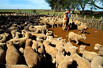 Gaucho working with sheep in a corral, Province of Corrientes, NE Argentina