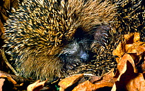 Hibernating Hedgehog (Erinaceus europaeus)  curled up into ball, with paws and snout visible, UK