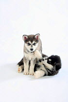 Two Alaskan Malamute  puppies, playing together, aged 8 weeks.