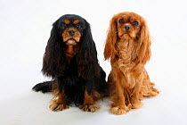 Cavalier-King-Charles-Spaniels, double portrait of black-and-tan and ruby coated, mother and daughter.