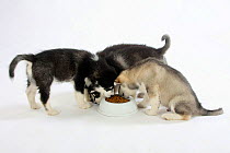 Litter of Alaskan Malamute puppies, feeding from bowl, aged 8 weeks.