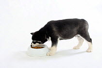 Alaskan Malamute puppy, feeding from bowl aged 8 weeks.