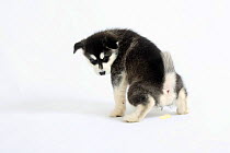 Alaskan Malamute puppy, female urinating, aged 8 weeks.