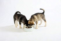 Two Alaskan Malamute puppies, feeding from bowl, aged 8 weeks.