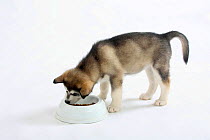 Alaskan Malamute puppy, feeding from bowl, aged 8 weeks,