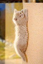 British Longhaired kitten, climbing on scratching post, aged 9 weeks. (Highlander, Lowlander, Britannica)