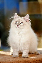 British Longhair Cat, aged 5 months, blue-silver-tabby-point (Highlander, Lowlander, Britannica)