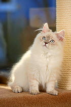 British Longhair Cat, aged 5 months, sitting next to scratching post. blue-silver-tabby-point (Highlander, Lowlander, Britanica)