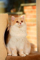 British Longhair Cat, cream-white coated, sitting. (Highlander, Lowlander, Britanica)