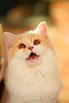 British Longhaired  cream-white coated Cat, head portrait calling. (Highlander, Lowlander, Britanica)