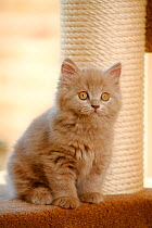 British Longhair kitten, aged 9 weeks, sitting next to scratching post (Highlander, Lowlander, Britannica)