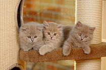 Three British Longhair kittens, aged 9 weeks  (Highlander, Lowlander, Britanica)