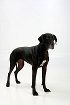Great Dane, black coated bitch, standing in show-stack posture.