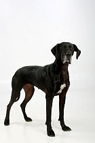 Great Dane, black coated bitch, standing in show-stack posture.