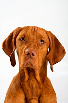 Magyar Vizsla / Hungarian Pointer, head portrait of smooth coated, tan coloured male, sitting.