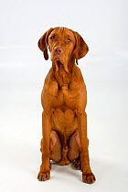 Magyar Vizsla / Hungarian Pointer, smooth coated, tan coloured male, sitting.